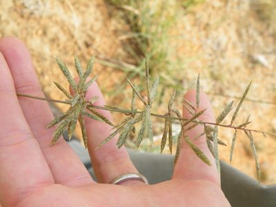 Eragrostis nindensis, photographed by Antoinette Eyssell Knox