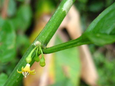 Witheringia meiantha, photographed by Lena Struwe