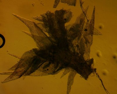 Pseudoamblystegium subtile, photographed by Ken Kneidel