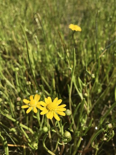 Blennosperma bakeri, photographed by Scott Yarger