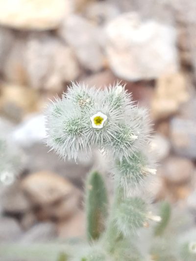 Johnstonella pusilla, photographed by Alex Abair
