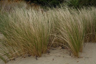 Poa triodioides, photographed by John Barkla