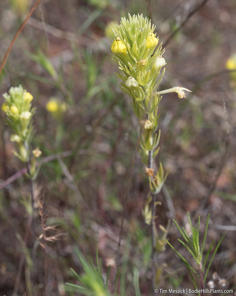Castilleja lacera, photographed by Tim Messick