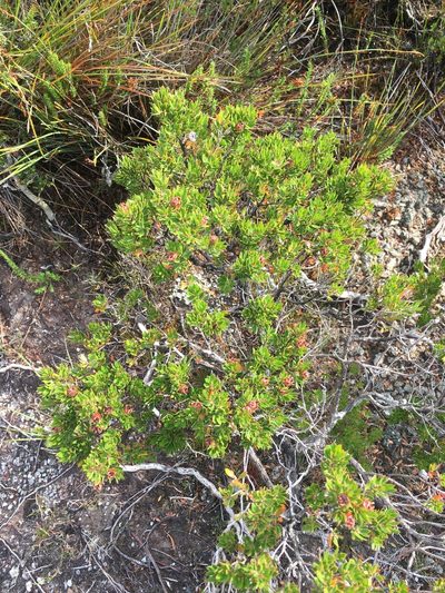 Leptospermum nitidum, photographed by Miguel de Salas