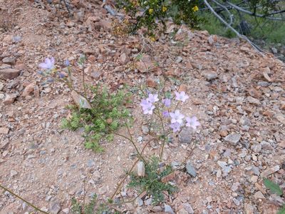 Gilia flavocincta, photographed by libbygoff
