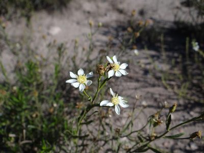 Gutierrezia solbrigii, photographed by Guillermo Debandi