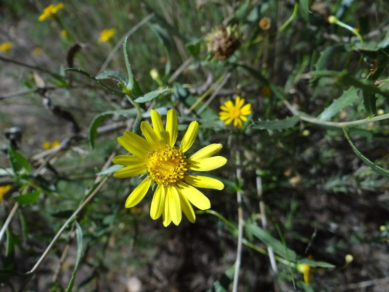 Grindelia brachystephana, photographed by Guillermo Debandi