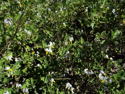 Solanum tweedieanum, photographed by Guillermo Debandi