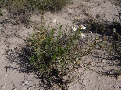 Gutierrezia solbrigii, photographed by Guillermo Debandi