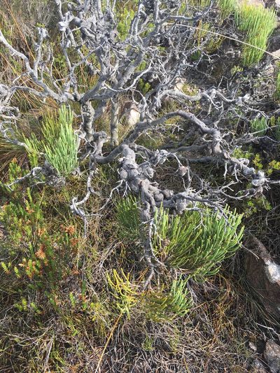 Hakea epiglottis, photographed by Miguel de Salas