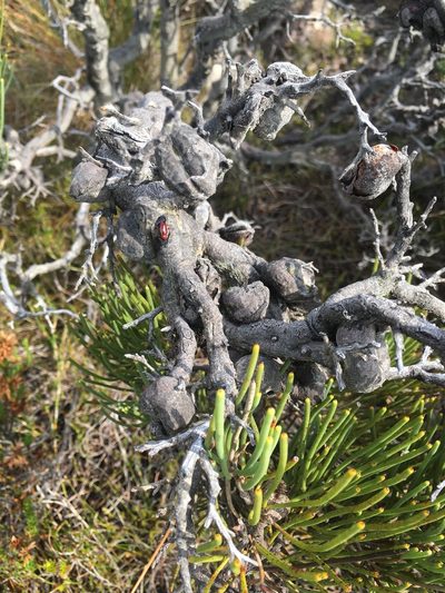 Hakea epiglottis, photographed by Miguel de Salas