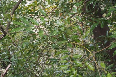 Cinnamomum chekiangense, photographed by harum.koh