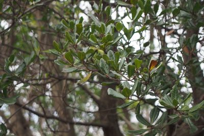 Quercus phillyreoides, photographed by harum.koh