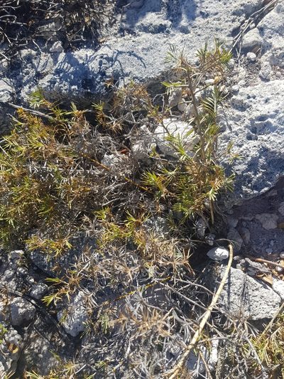 Acanthocarpus preissii, photographed by Siobhan Leachman