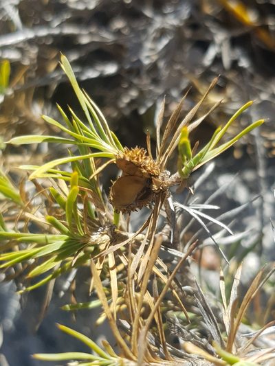 Acanthocarpus preissii, photographed by Siobhan Leachman