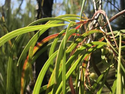 Persoonia longifolia, photographed by Ann Bentley