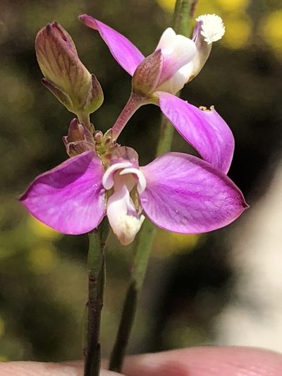 Polygala wittebergensis, photographed by Dave U