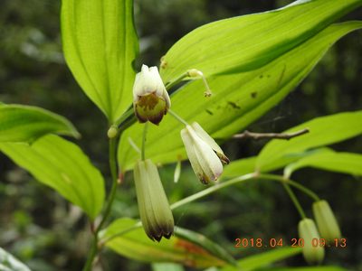 Disporum kawakamii, photographed by fagushayata