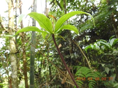 Paris polyphylla, photographed by fagushayata