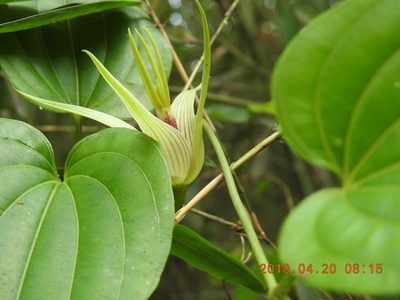 Stemona tuberosa, photographed by fagushayata