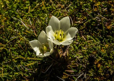 Gentianella amabilis, photographed by Cara-Lisa Schloots