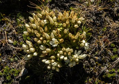 Gentianella divisa, photographed by Cara-Lisa Schloots