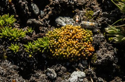Phyllachne rubra, photographed by Cara-Lisa Schloots