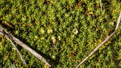 Kelleria croizatii, photographed by Cara-Lisa Schloots
