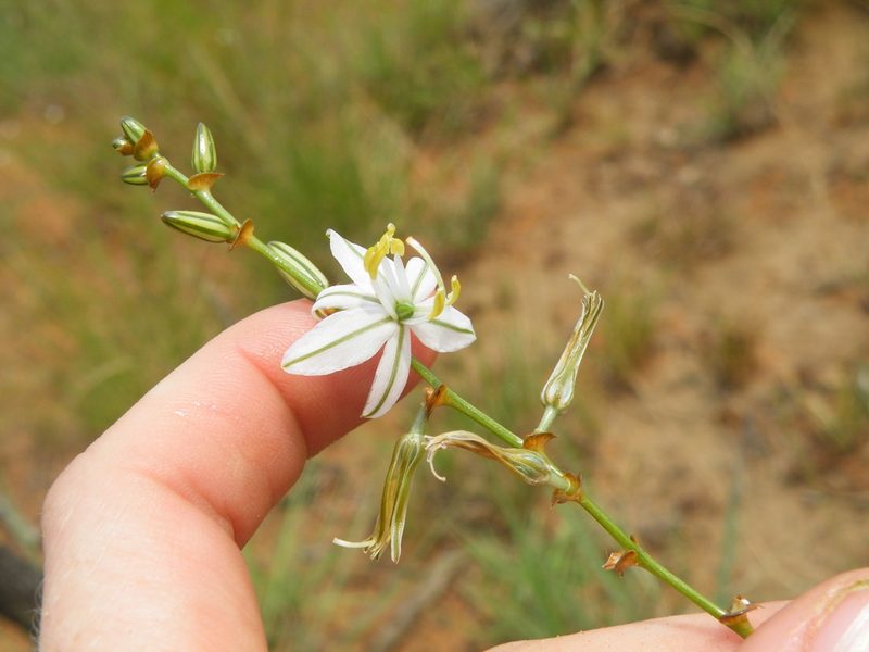 Chlorophytum recurvifolium, photographed by Antoinette Eyssell Knox