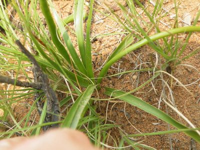 Chlorophytum recurvifolium, photographed by Antoinette Eyssell Knox