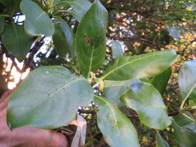 Coprosma macrocarpa, photographed by Jenny Christianson