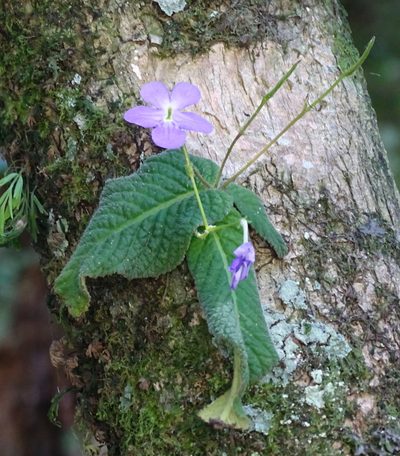 Streptocarpus silvaticus, photographed by Peter Warren