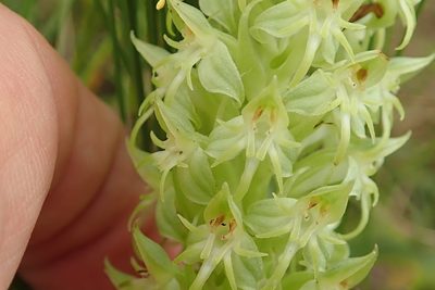 Habenaria dregeana, photographed by Peter Warren
