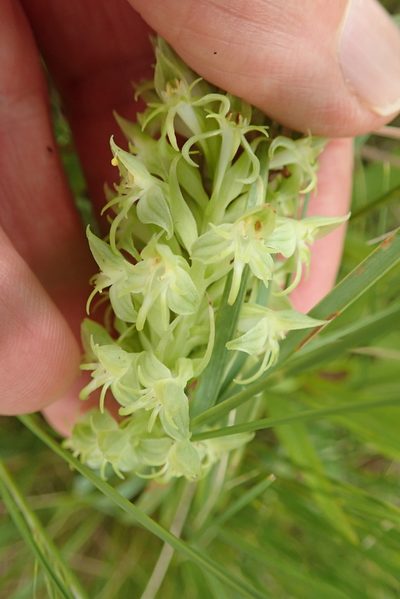 Habenaria dregeana, photographed by Peter Warren