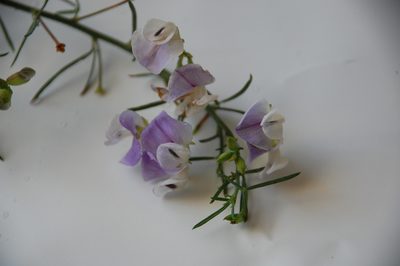 Psoralea angustifolia, photographed by Charles Stirton