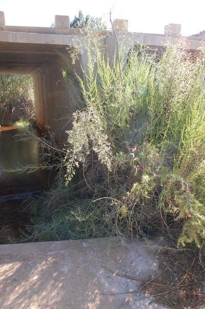 Psoralea angustifolia, photographed by Charles Stirton