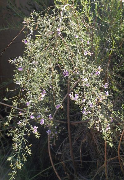 Psoralea angustifolia, photographed by Charles Stirton