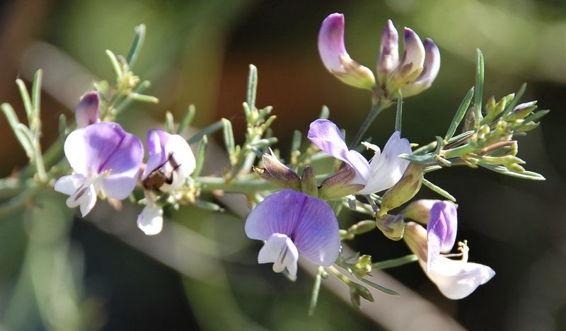 Psoralea angustifolia, photographed by Charles Stirton