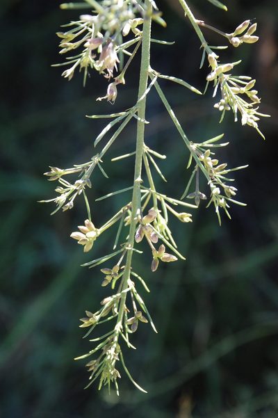 Psoralea angustifolia, photographed by Charles Stirton