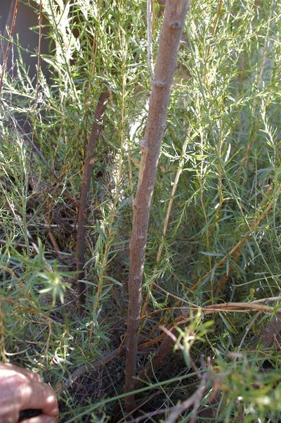 Psoralea angustifolia, photographed by Charles Stirton