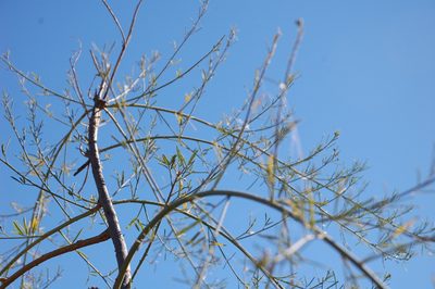 Psoralea angustifolia, photographed by Charles Stirton