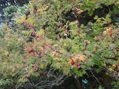 Rosa morrisonensis, photographed by 呂一起(Lyu yi-chi)