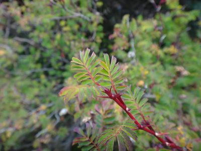 Rosa morrisonensis, photographed by 呂一起(Lyu yi-chi)