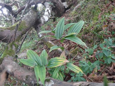 Maianthemum formosanum, photographed by 呂一起(Lyu yi-chi)