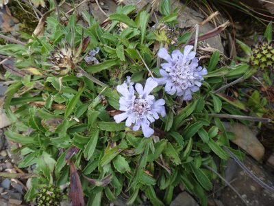 Scabiosa lacerifolia, photographed by 呂一起(Lyu yi-chi)