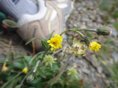 Hieracium morii, photographed by 呂一起(Lyu yi-chi)