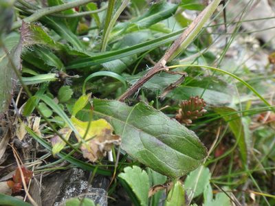 Hieracium morii, photographed by 呂一起(Lyu yi-chi)