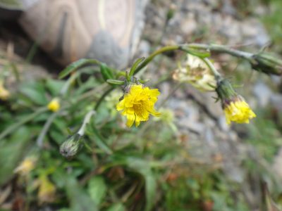 Hieracium morii, photographed by 呂一起(Lyu yi-chi)