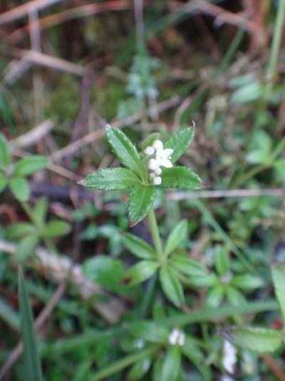 Galium echinocarpum, photographed by 呂一起(Lyu yi-chi)