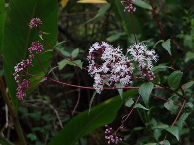 Eupatorium amabile, photographed by 呂一起(Lyu yi-chi)